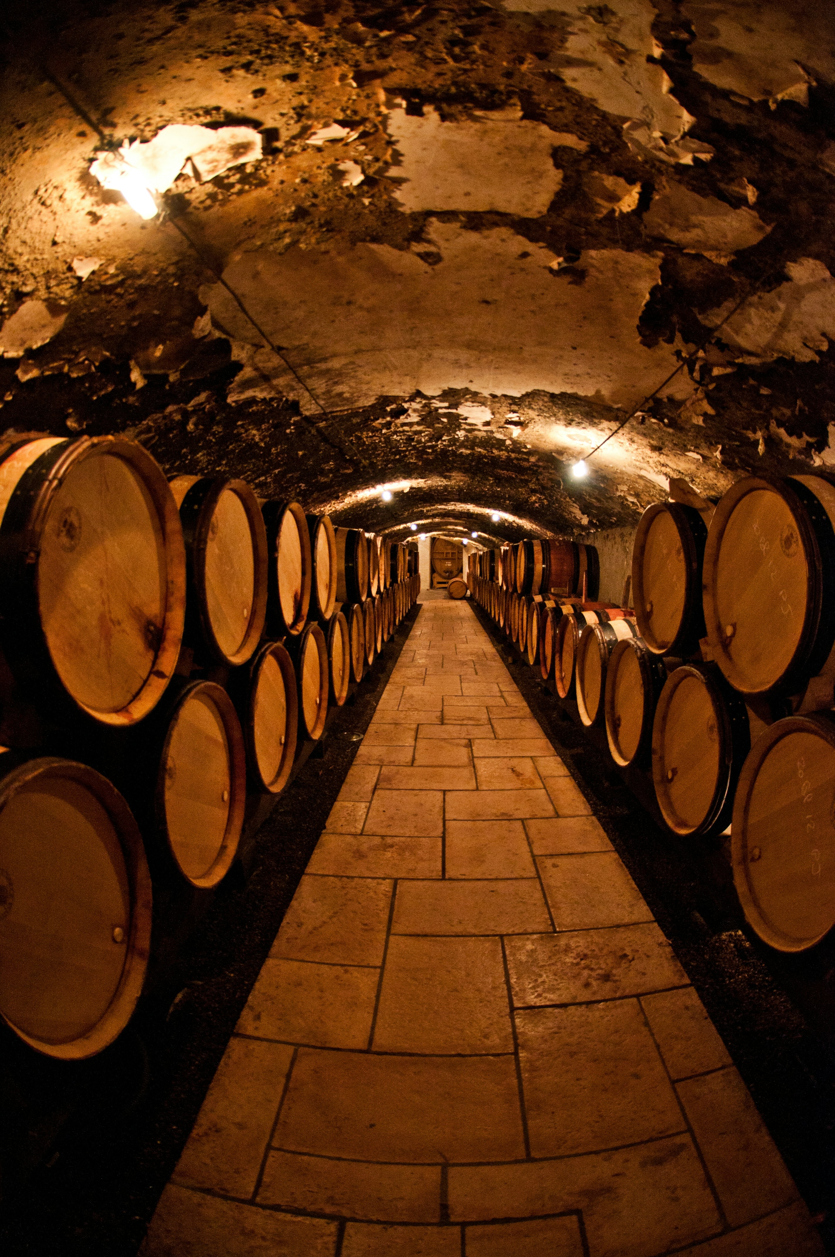 Roman Vines and Ancient Soil